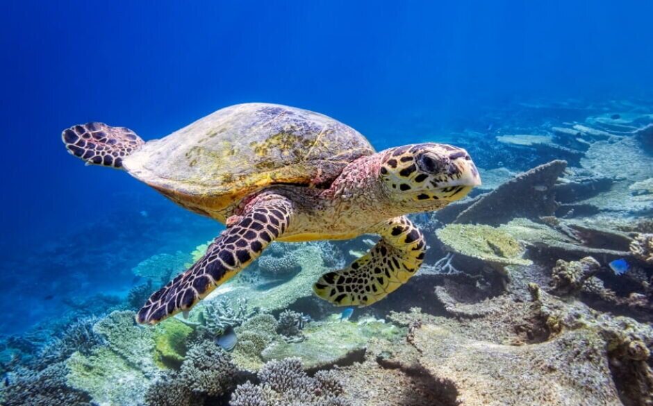 Hawksbill Turtle, Maldives