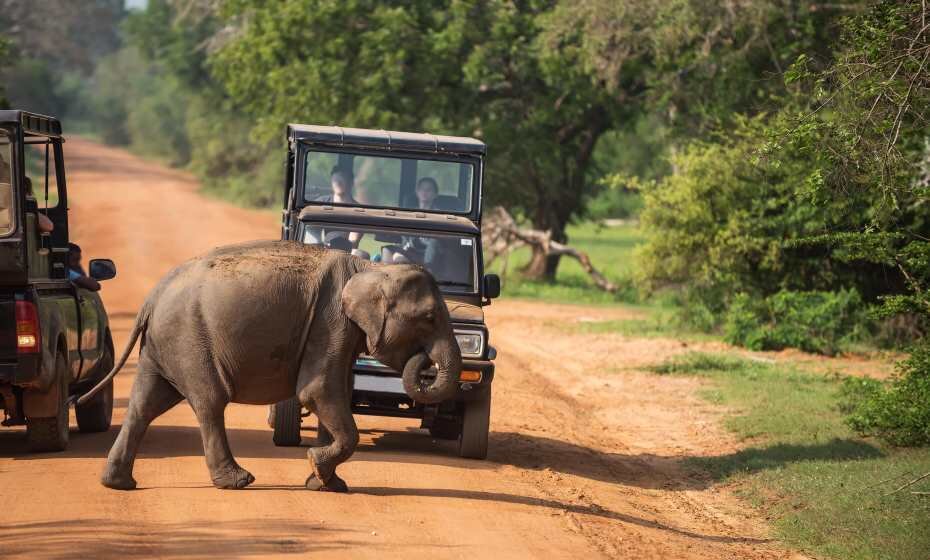 Yala National Park, Sri Lanka