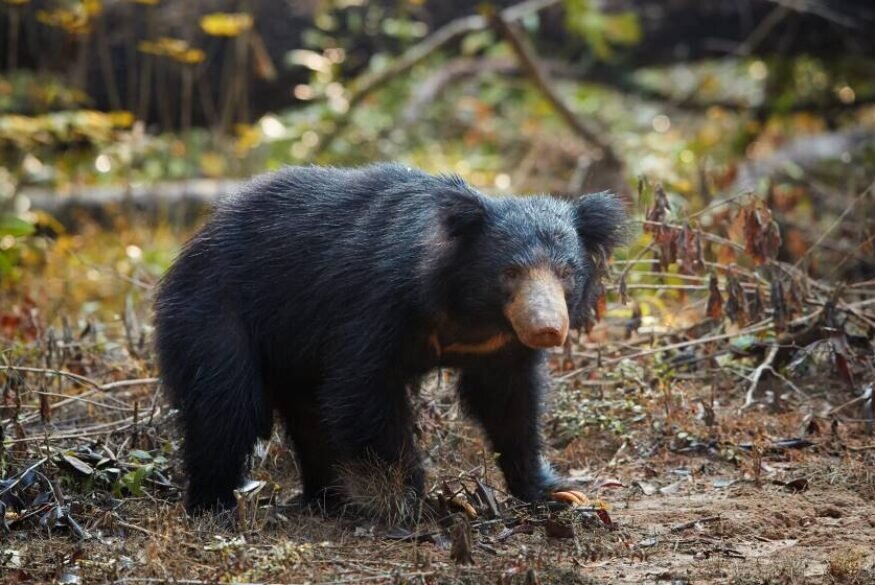 Wild Sloth Bear, Wilpattu National Park, Sri Lanka