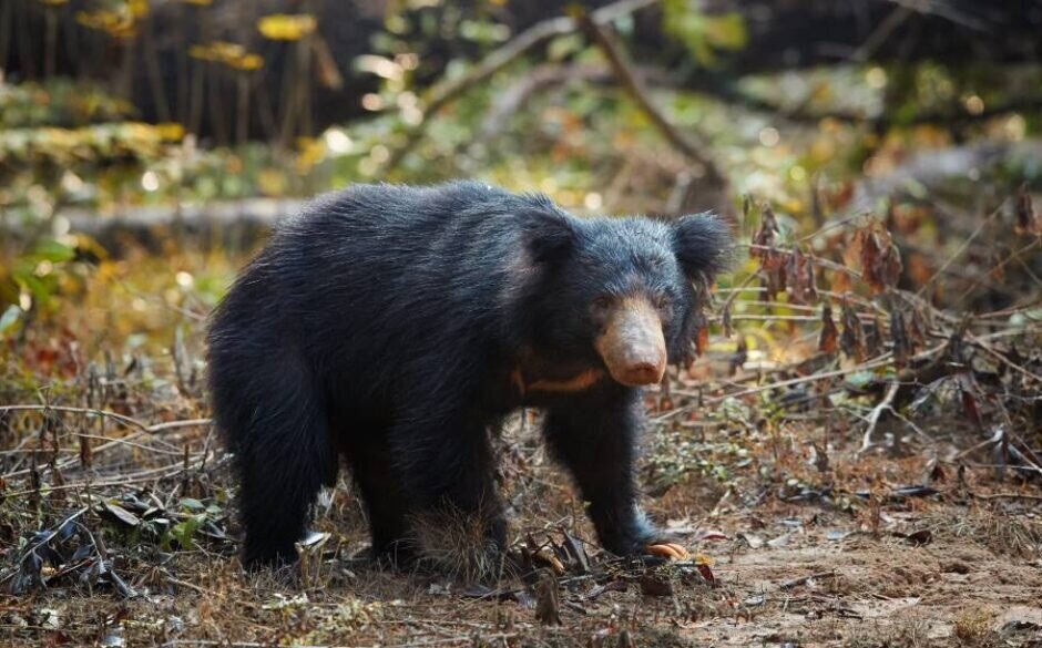 Wild Sloth Bear, Wilpattu National Park, Sri Lanka