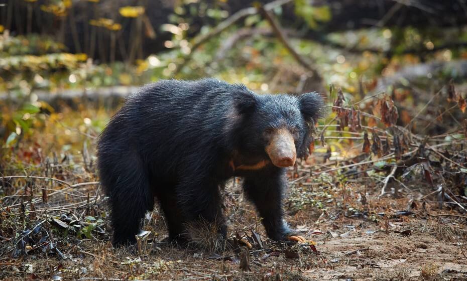 Wild Sloth Bear, Wilpattu National Park, Sri Lanka