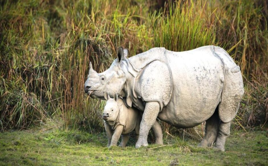 10 reasons to visit North East India Rhino Kaziranga National Park