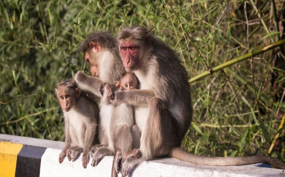 5 reasons to visit South India monkeys