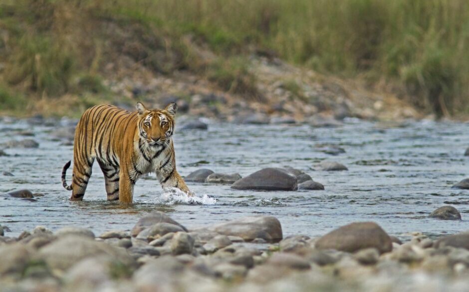 Bengal Tiger Crossing a river in Corbett National Park
