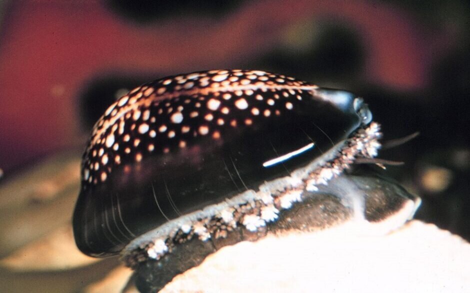 Cowrie shell Maldives