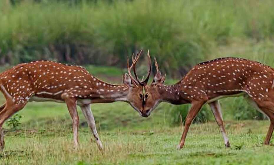 Deer, Kanha National Park
