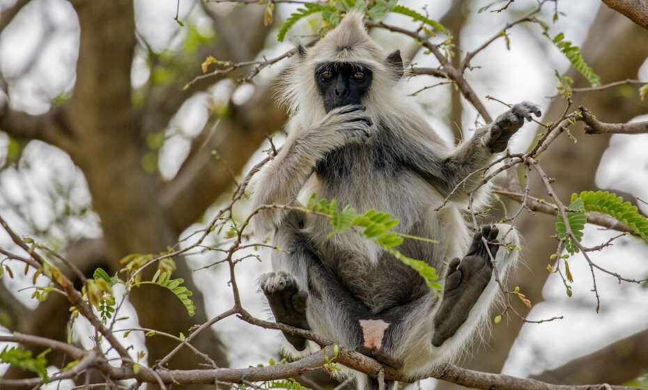 Grey Langur, Chinnar Wildlife Sanctuary, Kerala