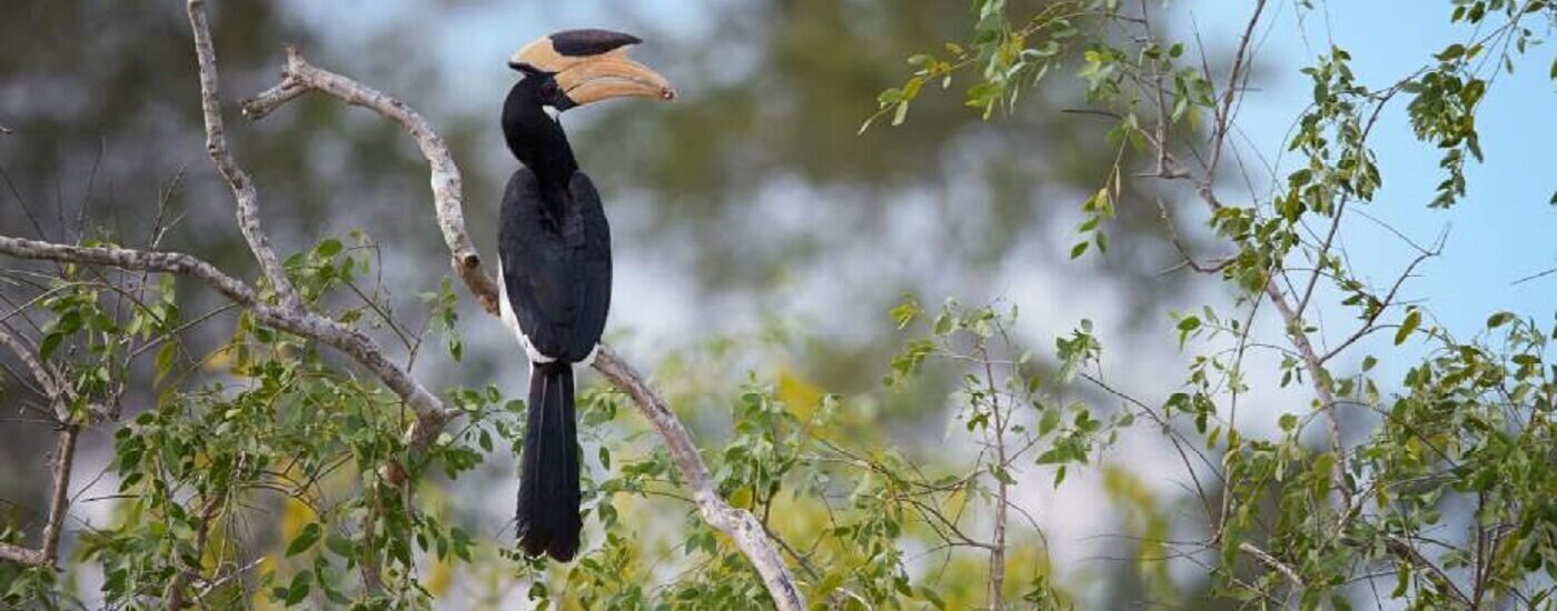 Wilpattu National Park