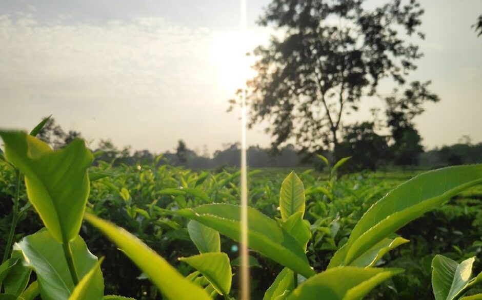 India with Teenagers tea picking