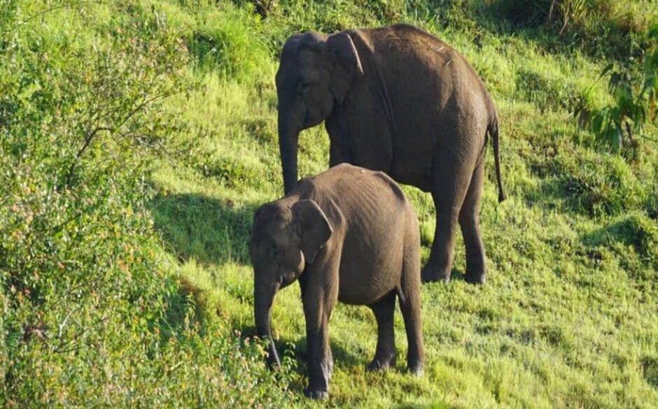 India with Teenagers wildlife