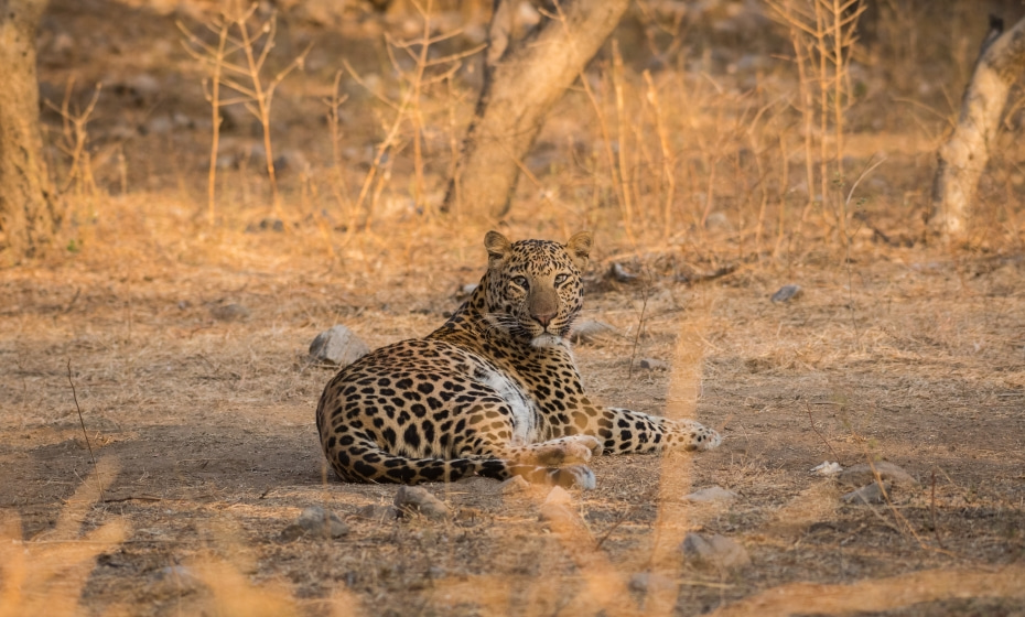 Jhalana Forest Reserve, Jaipur, Rajasthan