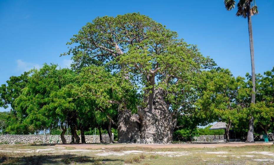 Large Baobab Tree, Delft Island, Sri Lanka