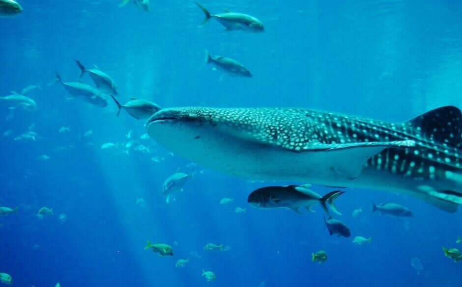 Maldives whale shark pxhere