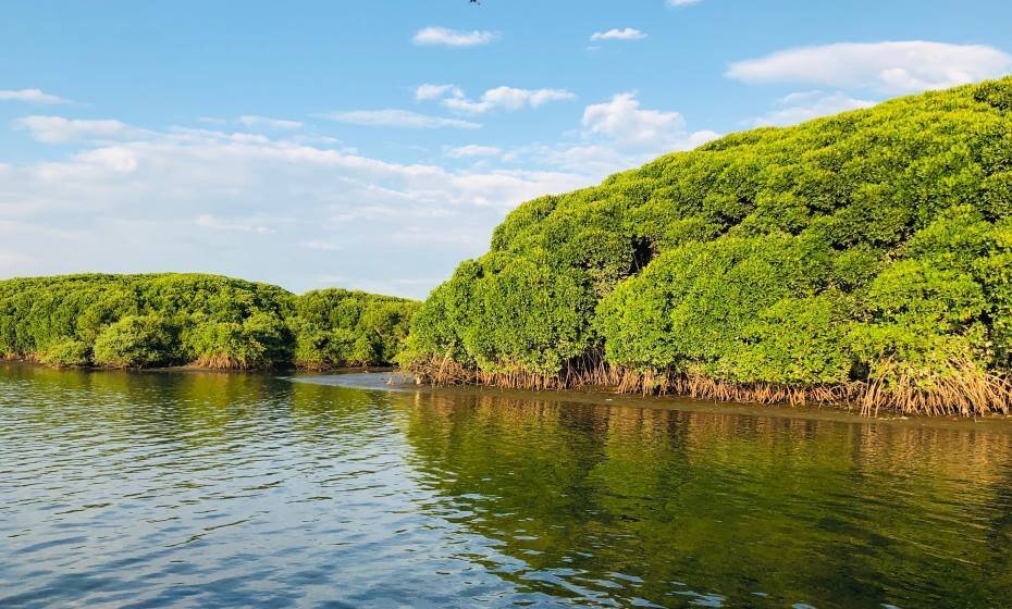 Mangrove Forest, Chettuva, Kerala