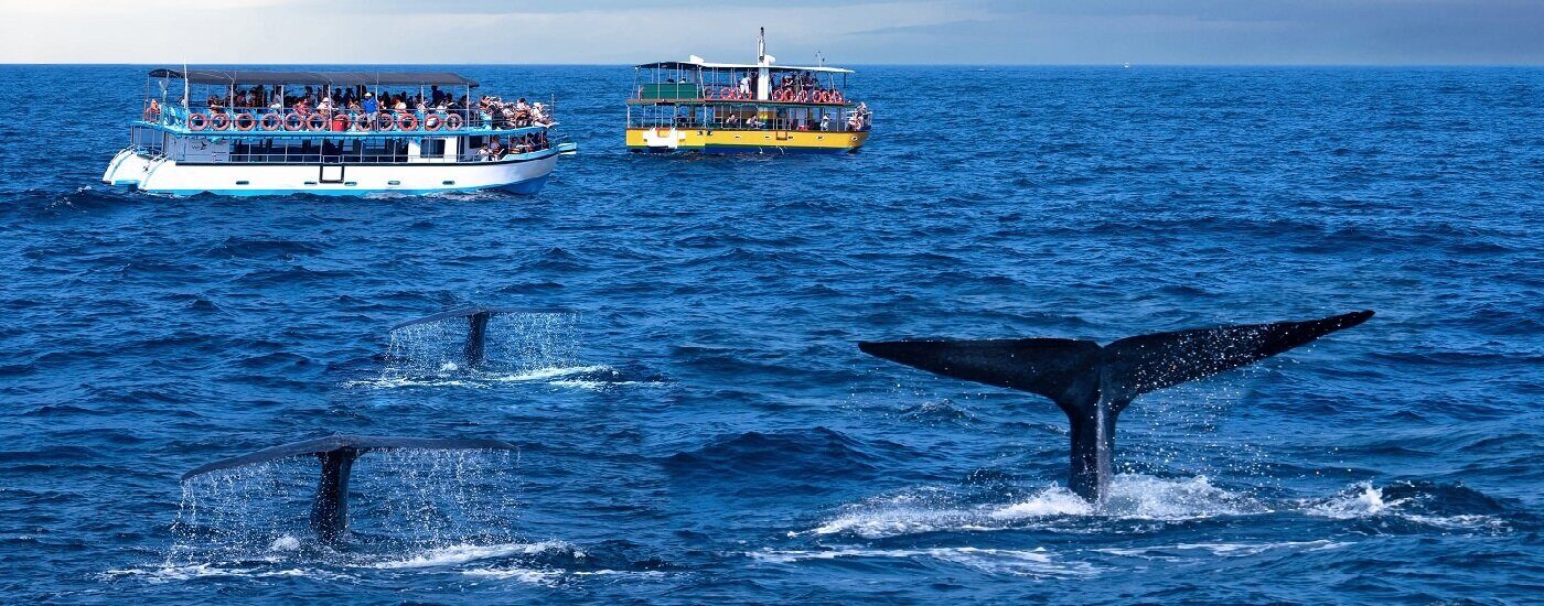 Mirissa Sri Lanka whale watching