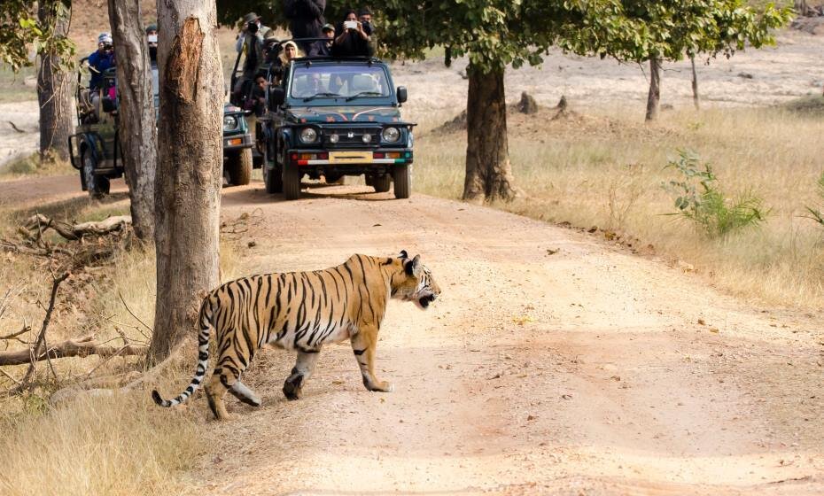 Pench National Park, Pench, Madhya Pradesh