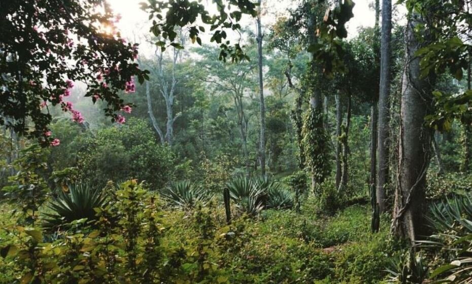 Rajakkad Estate, Rajakkad, Kerala