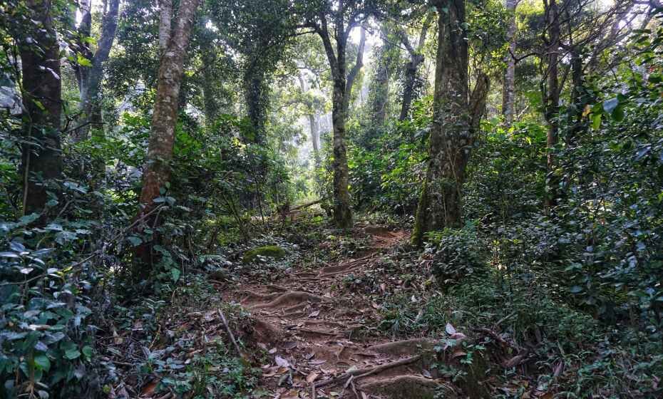 Shola Forest, Yellapatty, Kerala