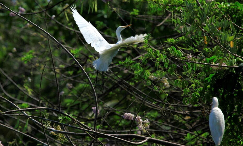 South India Bird Watching Tour