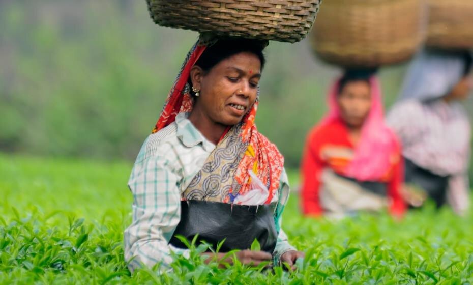 Tea Plantations, Assam