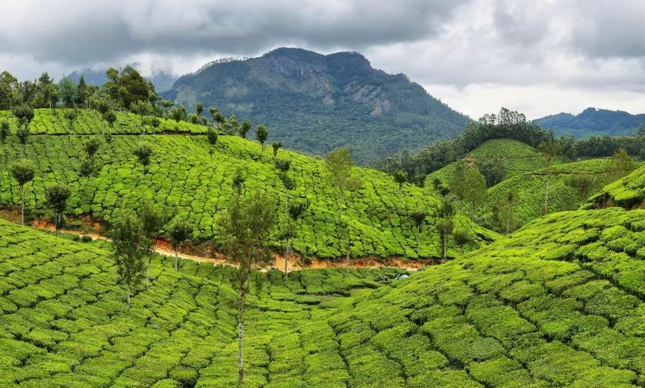 Tea Plantations between Yellapetty and Munnar, Kerala