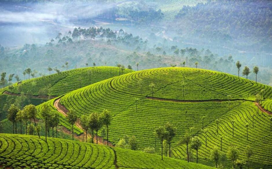 Tea plantations, Munnar, Kerala