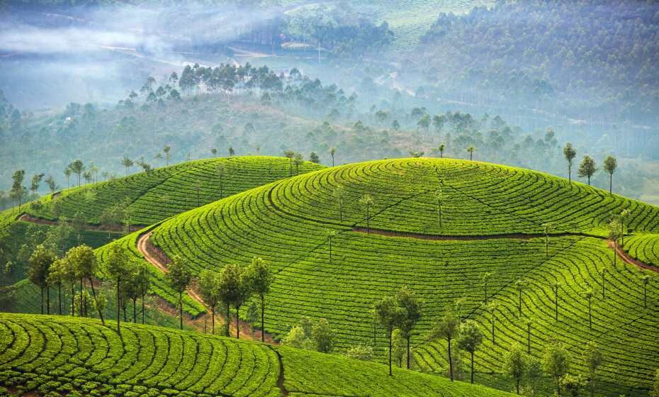 Tea plantations, Munnar, Kerala