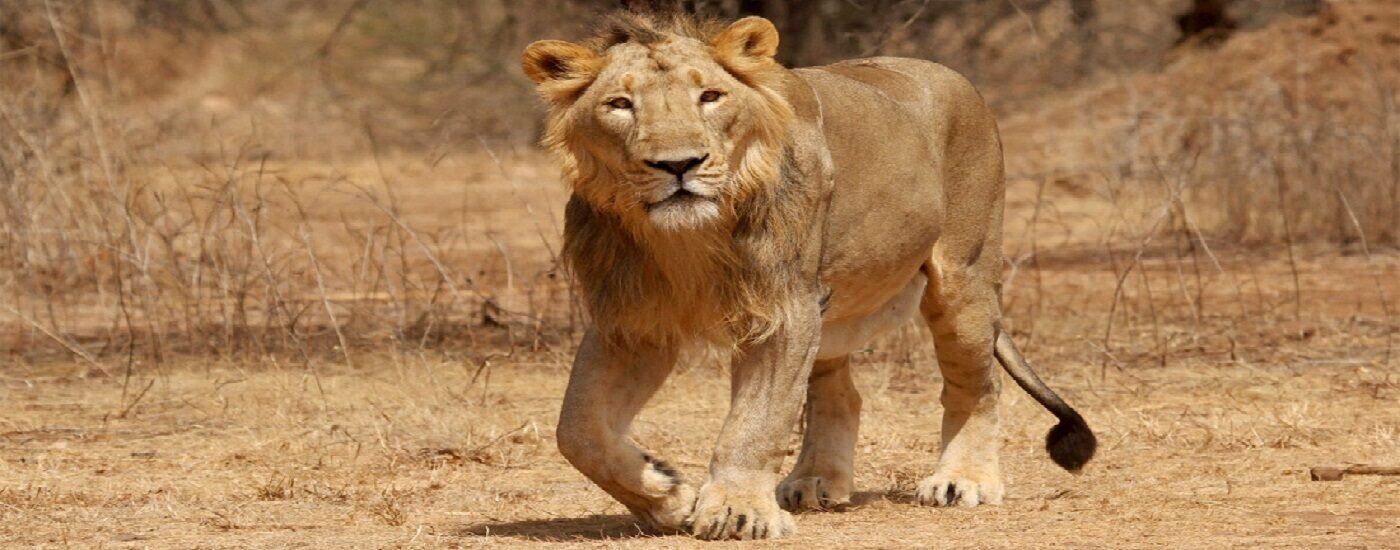 The Best National Parks in India Asiatic Lion