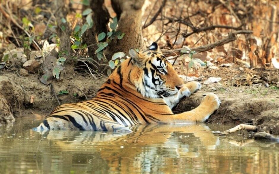 Tiger, Panna National Park, Khajuraho, Madhya Pradesh