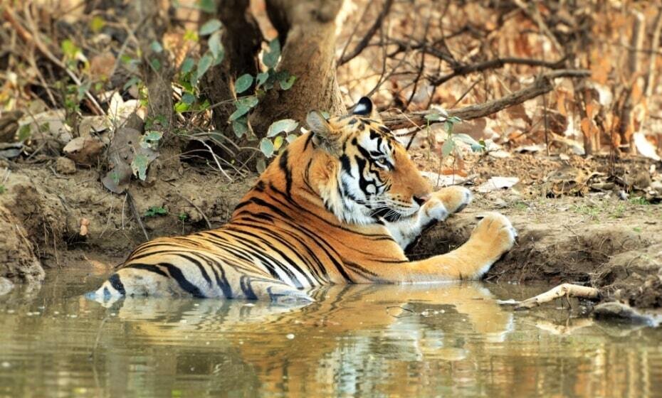 Tiger, Panna National Park, Khajuraho, Madhya Pradesh