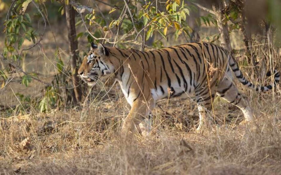 Tiger, Pench National Park