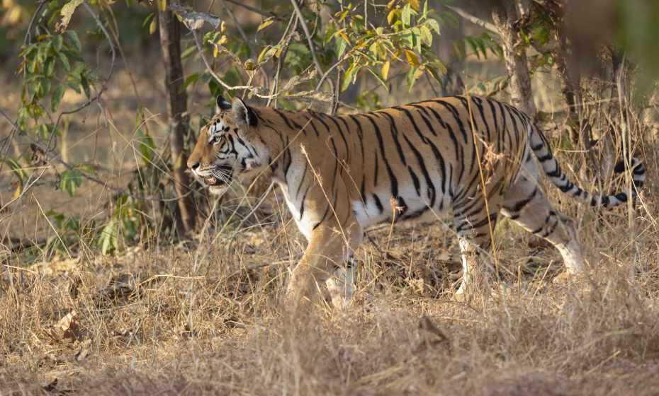 Tiger, Pench National Park