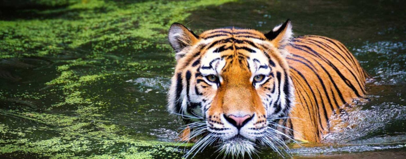 Tiger at Jim Corbett National Park