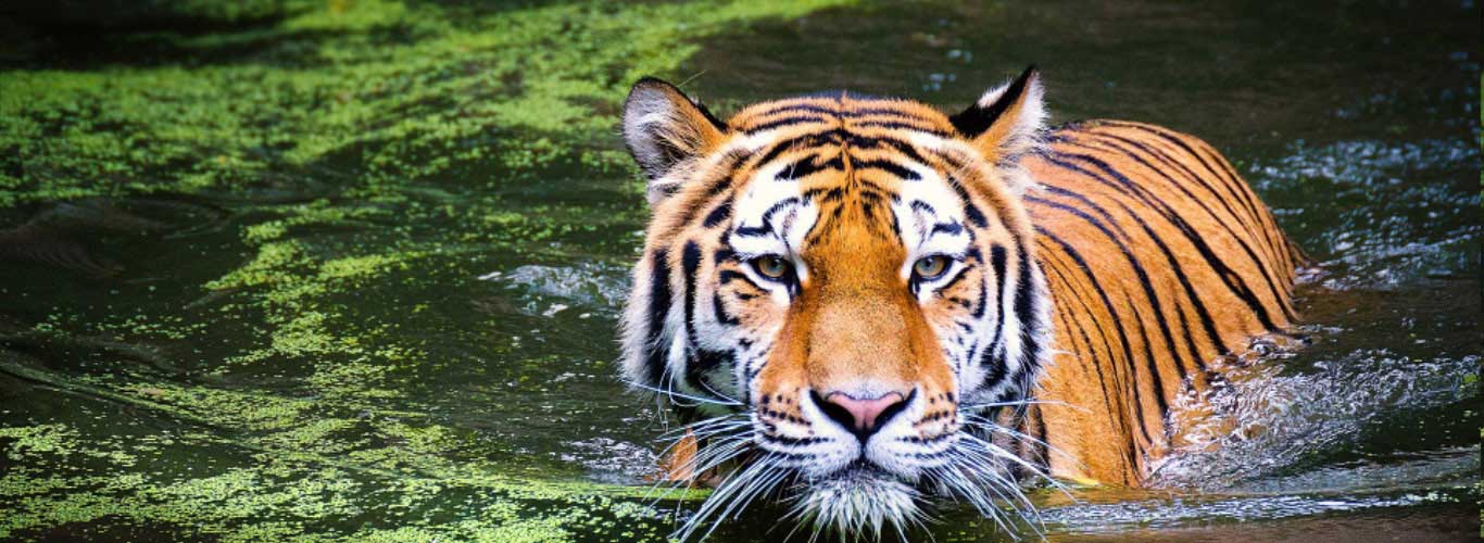 Jim Corbett National Park - Authentic India Tours Jim Corbett National Park - Authentic India Tours