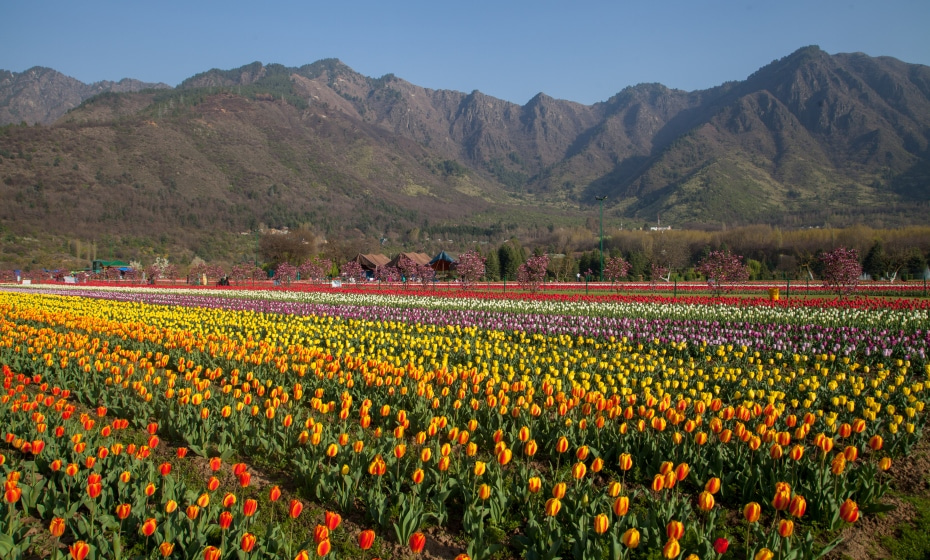 Tulip Garden, Srinagar, Jammu and Kashmir