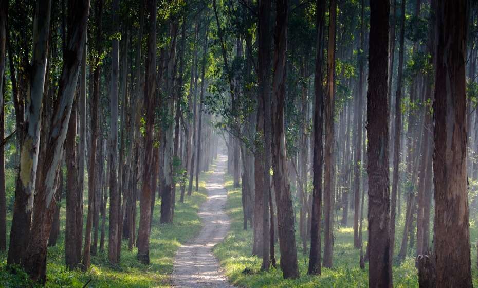 Wayanad, Kerala