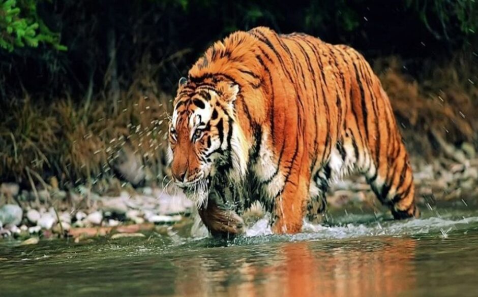 Where should I visit in India tiger