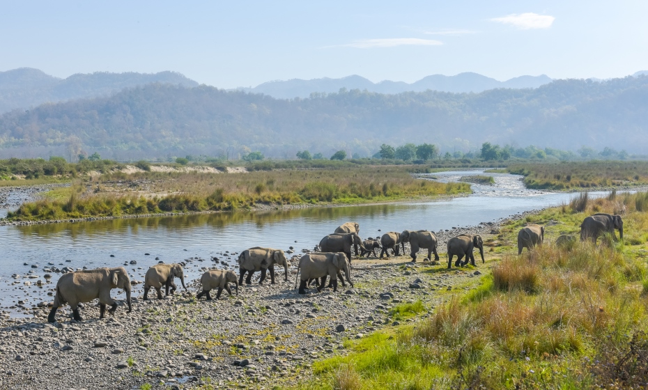 Elephants at Jim Corbett Tiger Reserve, Uttarakhand