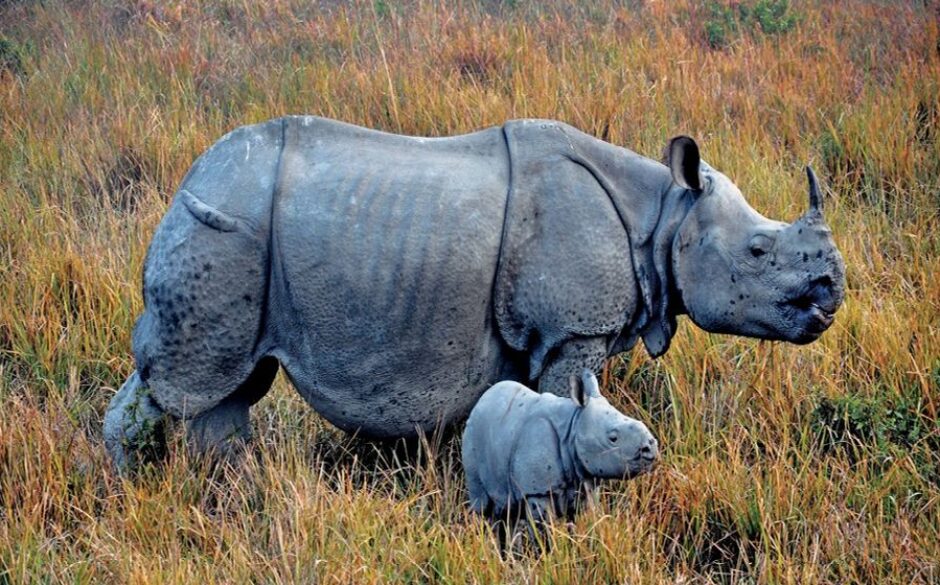 World Heritage Sites in North East India Kaziranga