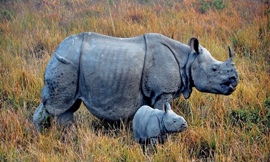 World Heritage Sites in North East India Kaziranga