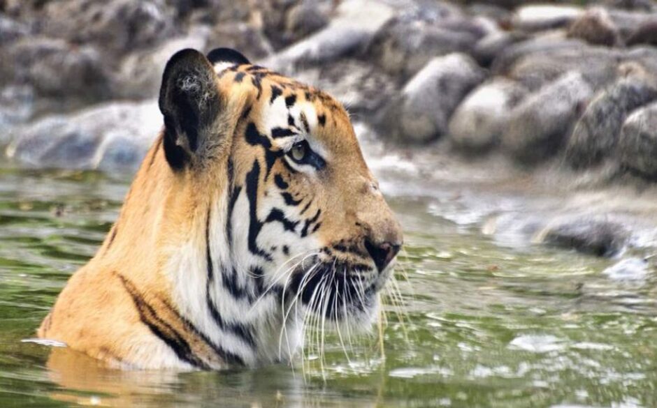 World Heritage Sites in North East India Sundarbans Royal Bengal Tiger