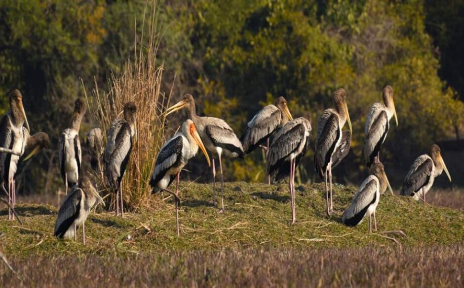 World Heritage Sites in North India & the Indian Himalayas Keoladeo National Park, Bharatpur