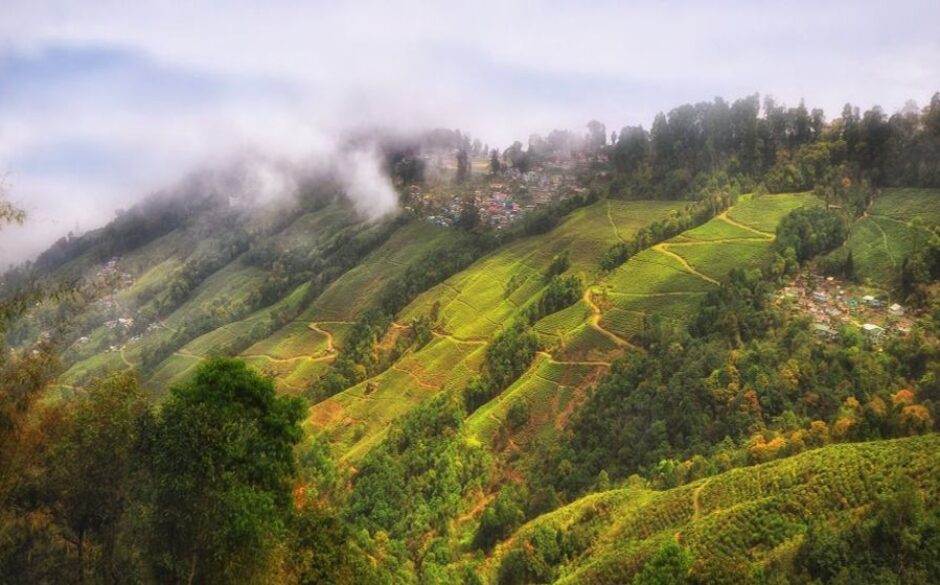 5 reasons to visit the Indian Himalayas - Tea Plantations