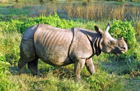 One Horned Rhinoceros, Chitwan National Park, Nepal