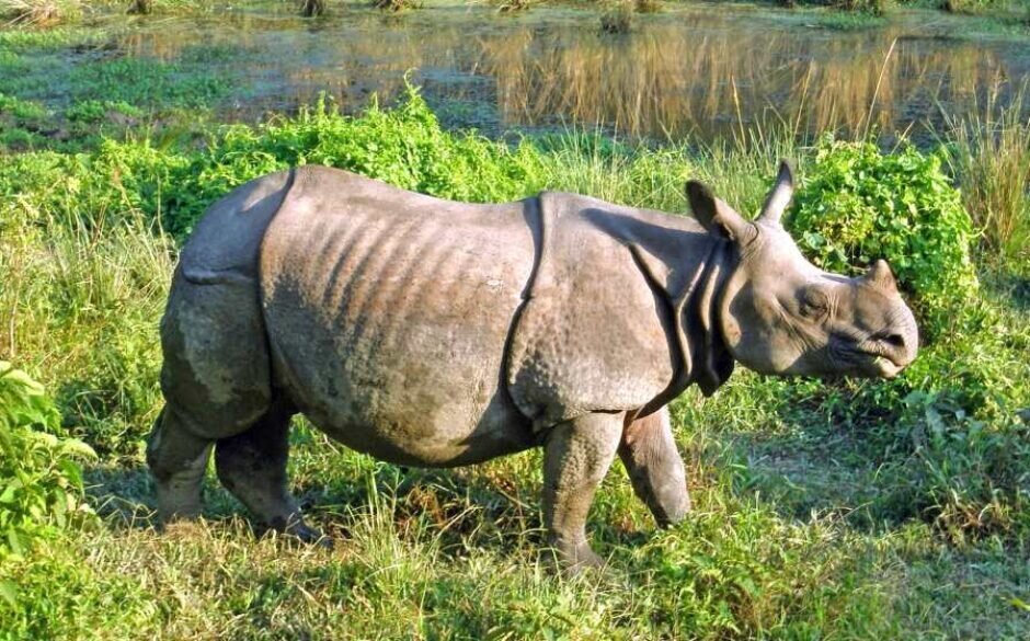 One Horned Rhinoceros, Chitwan National Park, Nepal