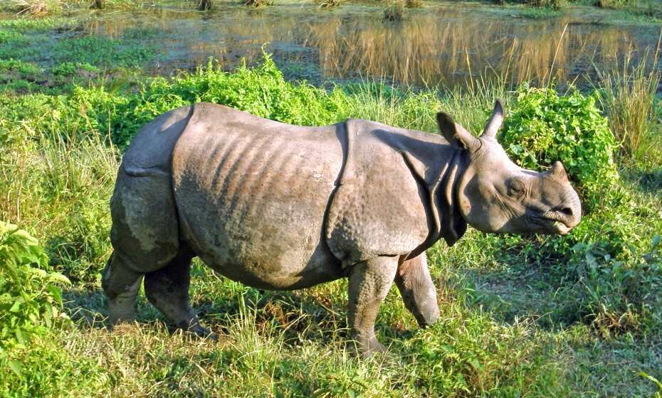 One Horned Rhinoceros, Chitwan National Park, Nepal