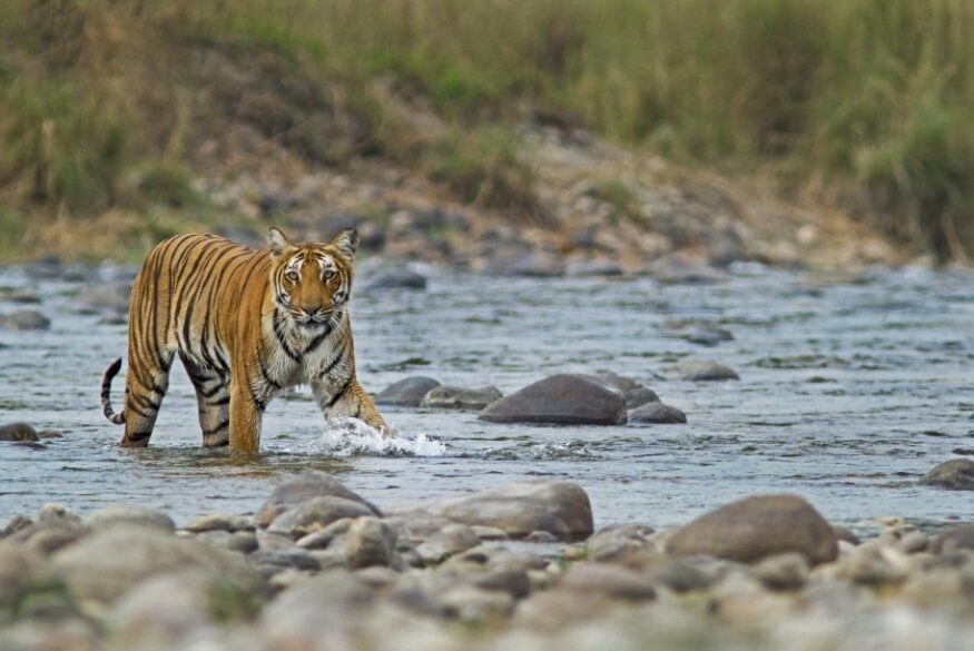 Bengal Tiger, Jim Corbett National Park, Uttarakhand