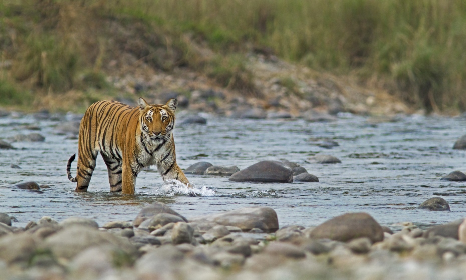 Bengal Tiger, Jim Corbett National Park, Uttarakhand