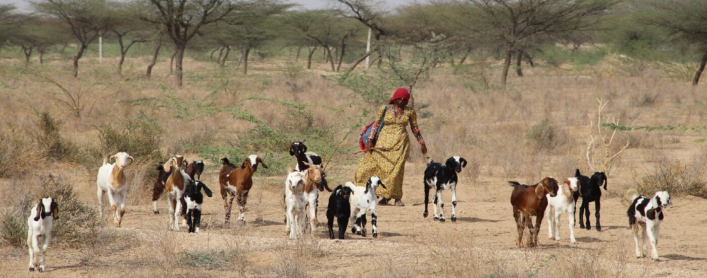 Bishnoi Tribe Khandi Rajasthan