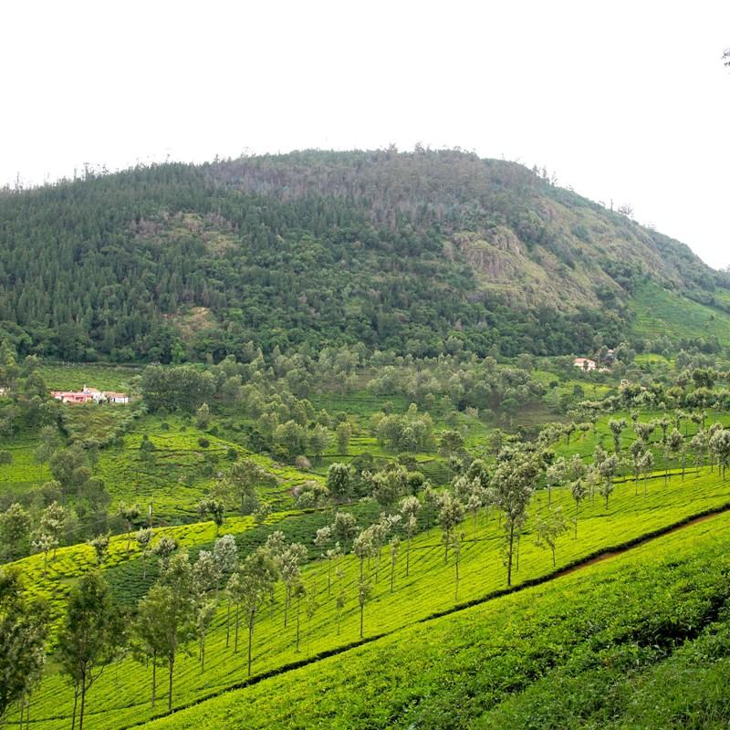 Coonoor Tamil Nadu